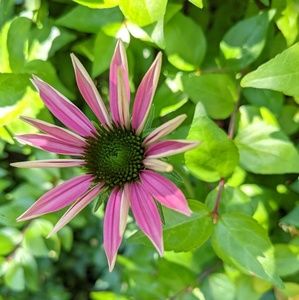 Meet your Posher, Hailey